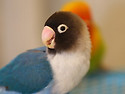 Blue-Masked Lovebird