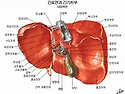 인체의 장기 위치와 하는 일