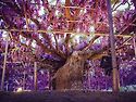 일본의 등나무꽃 축제
