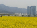 부산 구포 낙동강 둔치 유채꽃 밭