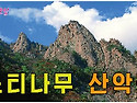 제300차 화왕산 산행 안내