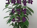 ﻿﻿그라비올라..