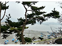 상화원의봄(충남보령)