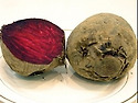 중년에게 고마운 비트(Beet)