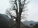 1100년된 용문산 은행나무
