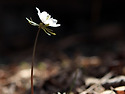 수리산 변산바람꽃