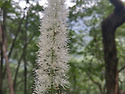 촛대승마