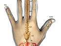 손과 장기와의 연결성