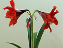 아마릴리스(Amaryllis)