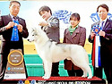 Best in Show