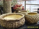 야생화분