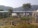대형견사 3