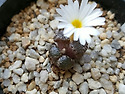 pellucidum Saalberg