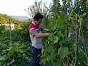 1807오이따기