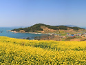 청산도의 봄