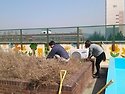 텃밭수업-밭만들기와 거름주기