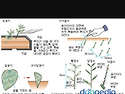 삽목방법