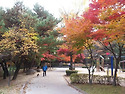 서울의 가을 단풍