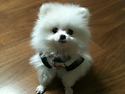 우리 토리도 왔어용~~~