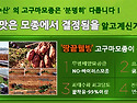 [고구마모종알고심기]