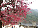 화염사의 紅梅