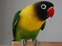 Black-Masked Lovebird