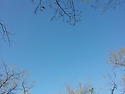 파란 하늘과 나뭇가지