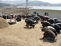 한식일14