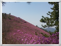 천주산(경남 창원) 진달래꽃 산행-2018년 04월 08일(일)