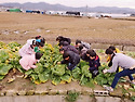 배추,무 수확체험