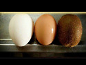 계란이 오래되면…