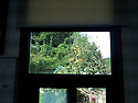 사무실 창밖으로 보이는 탱자나무