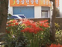 꽃무릇