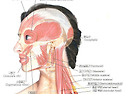 근육도-안면[측면]