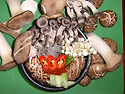 얼큰버섯국밥(월매순대)