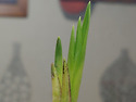 선물받은 산채품