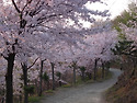 황령산 새벽 산책길에서...