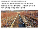 블루베리 과원조성