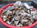 향이 좋은 자연산 느타리 버섯