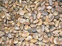 수출용 Pine Nuts