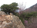 봄이 오는산~