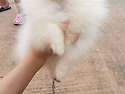 화이트포메라니안 여아