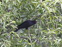 검은뻐꾸기[Asian Koel..