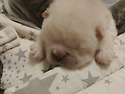 애기차우차우 잠자는모습
