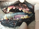 개 치아골절 208 Slab fracture(CCF) (장고/ 3살-웰시.CM) 신경치료&크라운