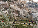 벚꽃축제(서울 서대문 안산)
