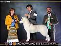 Best In Show 