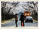 희원 벗꽃