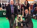 CRUFTS DOG SHOW 2017 불독 BOB..