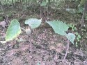 꾸지나무삽목(녹지삽)